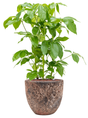 Schefflera actinophylla 'Amate' en Baq Lava