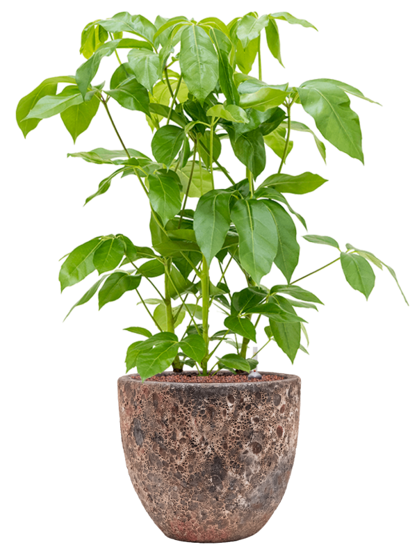 Schefflera actinophylla 'Amate' en Baq Lava