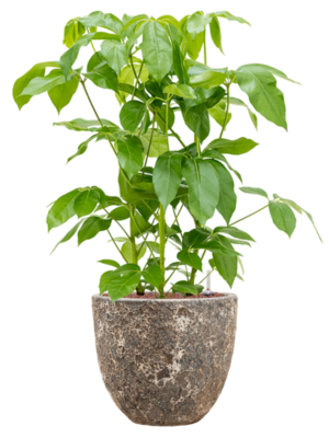 Schefflera actinophylla 'Amate' en Baq Lava