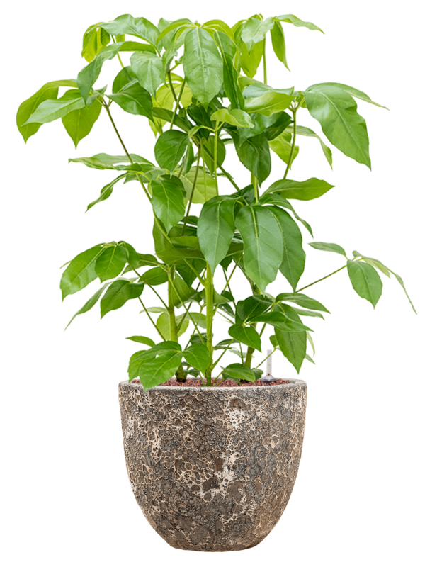 Schefflera actinophylla 'Amate' en Baq Lava