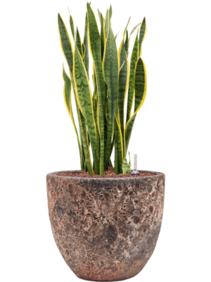 Sansevieria trifasciata 'Laurentii' en Baq Lava