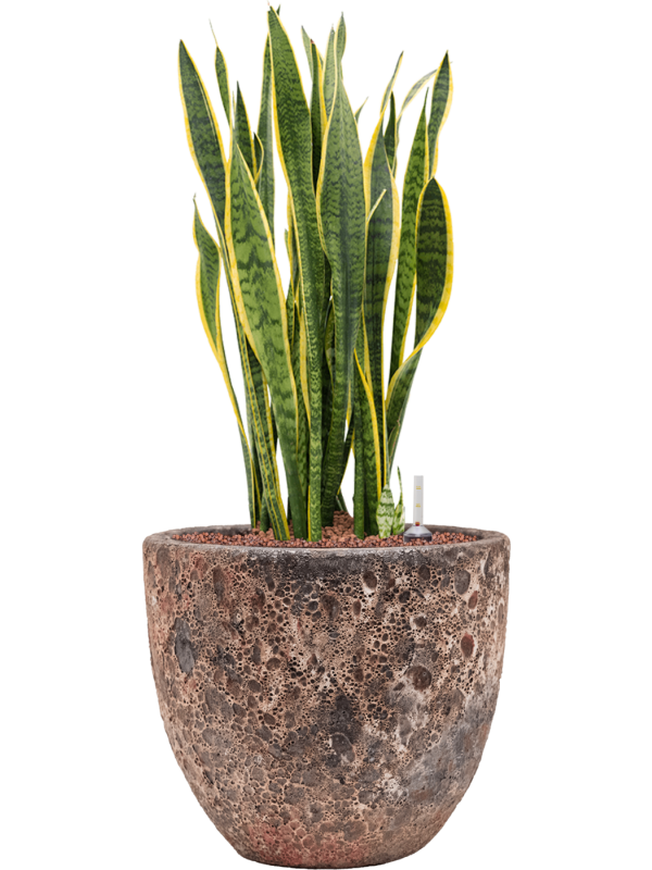 Sansevieria trifasciata 'Laurentii' en Baq Lava
