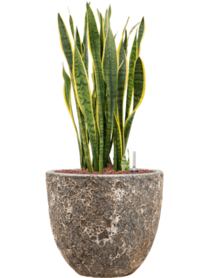 Sansevieria trifasciata 'Laurentii' en Baq Lava