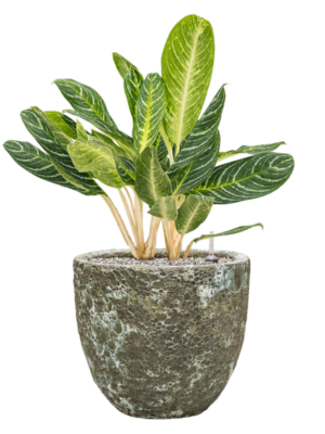 Aglaonema 'Key Lime' en Baq Lava