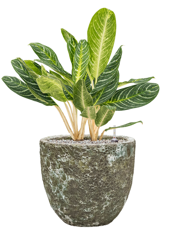 Aglaonema 'Key Lime' en Baq Lava