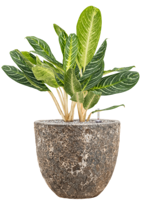Aglaonema 'Key Lime' en Baq Lava