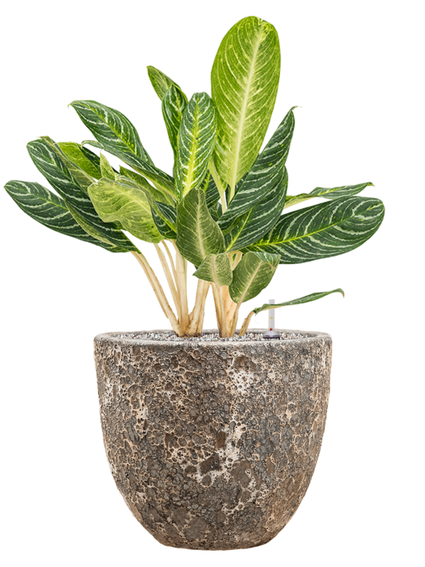 Aglaonema 'Key Lime' en Baq Lava