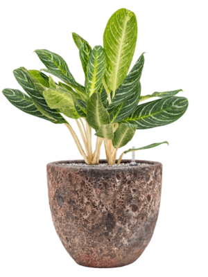 Aglaonema 'Key Lime' en Baq Lava