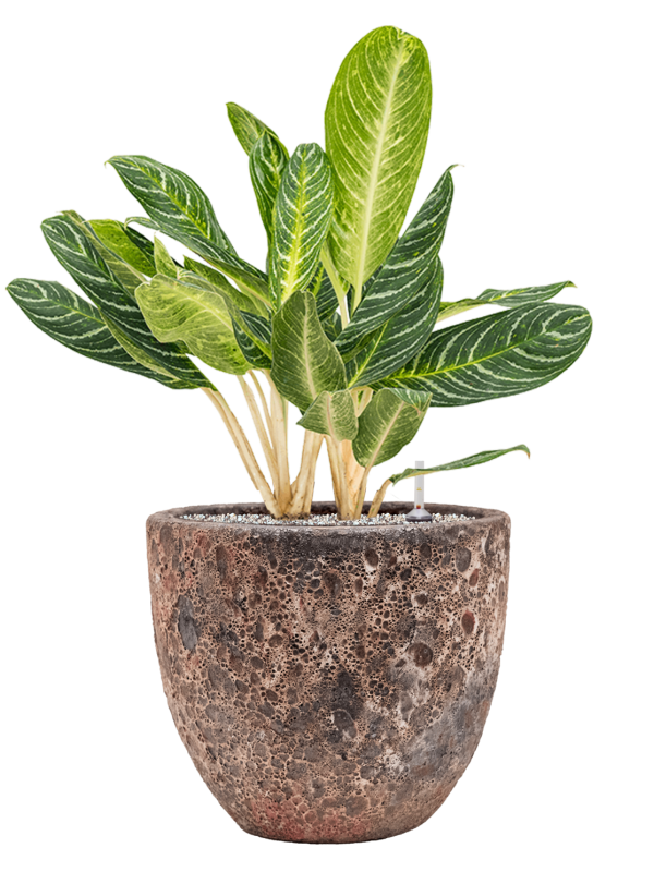 Aglaonema 'Key Lime' en Baq Lava