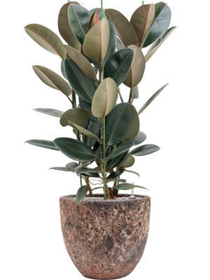 Ficus elastica 'Abidjan' en Baq Lava