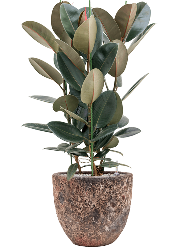 Ficus elastica 'Abidjan' en Baq Lava