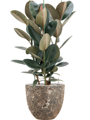 Ficus elastica 'Abidjan' en Baq Lava