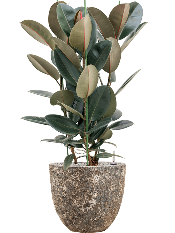 Ficus elastica 'Abidjan' en Baq Lava