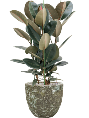 Ficus elastica 'Abidjan' en Baq Lava