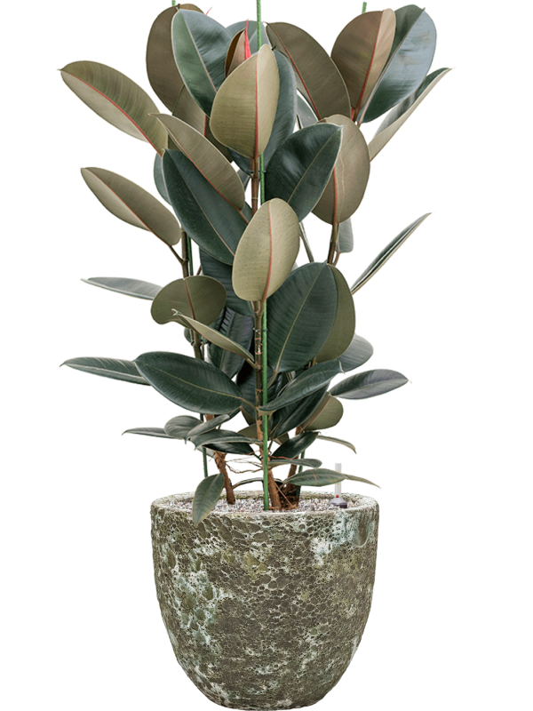 Ficus elastica 'Abidjan' en Baq Lava