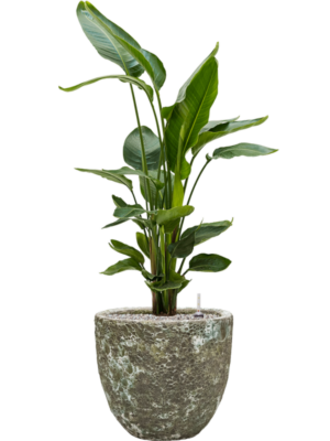 Strelitzia nicolai en Baq Lava