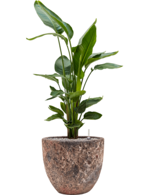 Strelitzia nicolai en Baq Lava