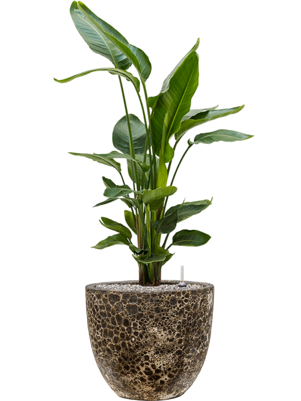 Strelitzia nicolai en Baq Lava