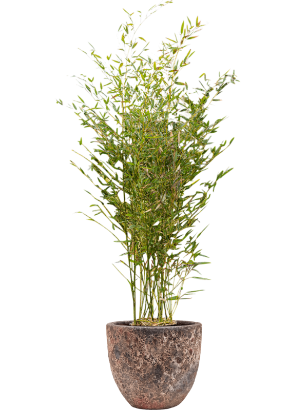 Phyllostachys bissetii en Baq Lava