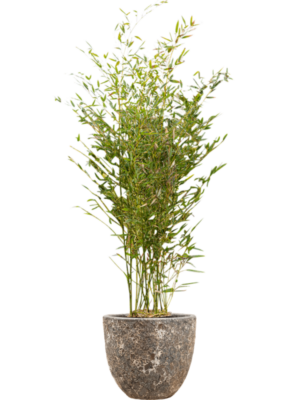 Phyllostachys bissetii en Baq Lava