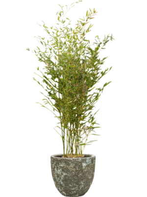 Phyllostachys bissetii en Baq Lava