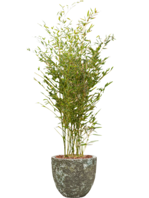 Phyllostachys bissetii en Baq Lava