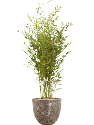 Phyllostachys bissetii en Baq Lava