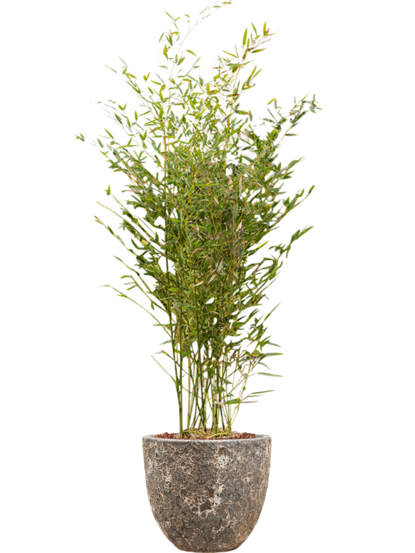 Phyllostachys bissetii en Baq Lava