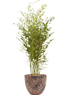 Phyllostachys bissetii en Baq Lava