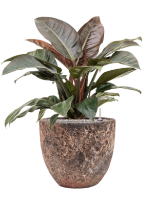 Philodendron `Imperial Red' en Baq Lava