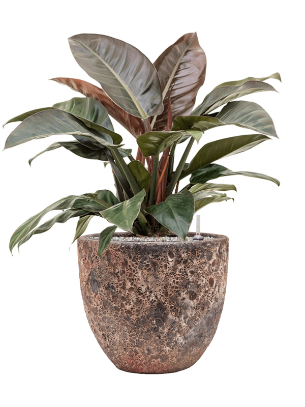 Philodendron `Imperial Red' en Baq Lava