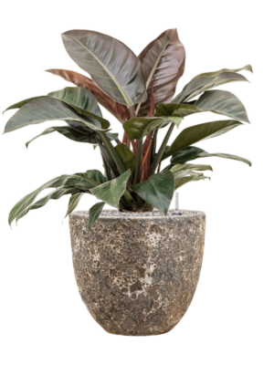 Philodendron `Imperial Red' en Baq Lava