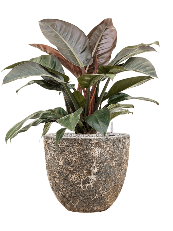 Philodendron `Imperial Red' en Baq Lava
