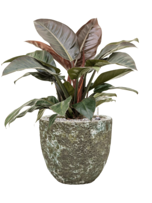Philodendron `Imperial Red' en Baq Lava