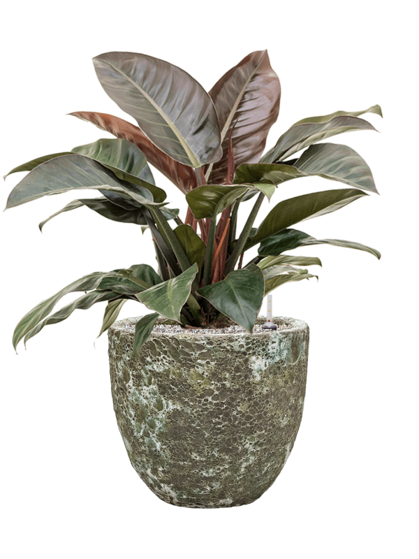 Philodendron `Imperial Red' en Baq Lava
