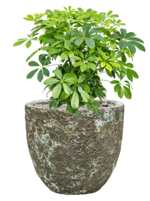 Schefflera arboricola 'Compacta' en Baq Lava
