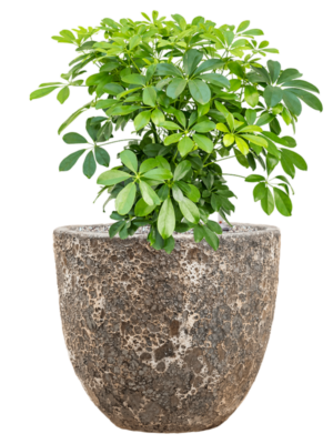 Schefflera arboricola 'Compacta' en Baq Lava