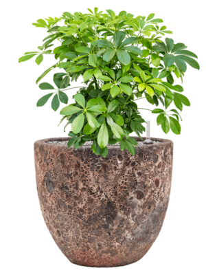 Schefflera arboricola 'Compacta' en Baq Lava