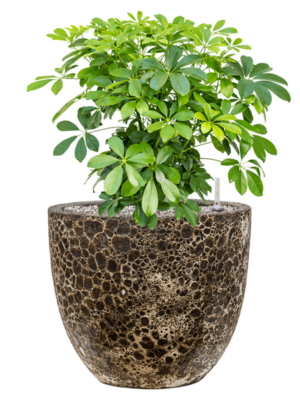 Schefflera arboricola 'Compacta' en Baq Lava