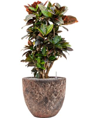 Croton (Codiaeum) variegatum 'Petra' en Baq Lava