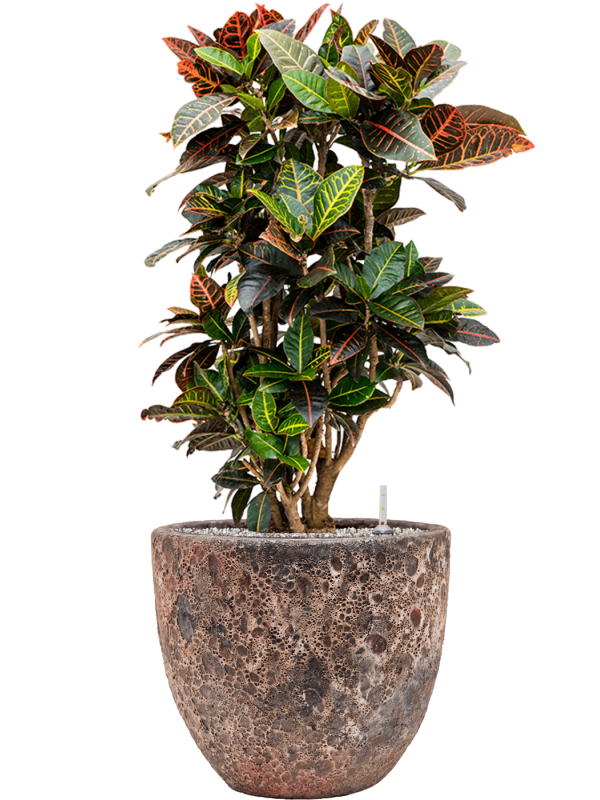 Croton (Codiaeum) variegatum 'Petra' en Baq Lava