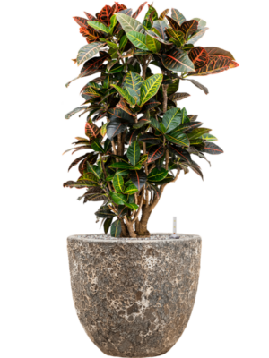 Croton (Codiaeum) variegatum 'Petra' en Baq Lava
