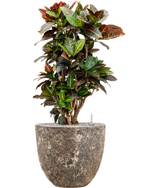 Croton (Codiaeum) variegatum 'Petra' en Baq Lava