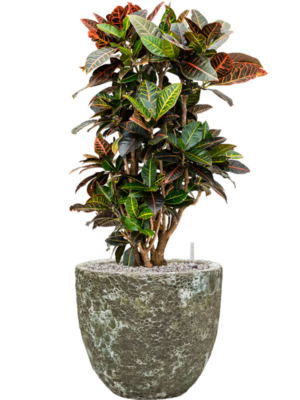 Croton (Codiaeum) variegatum 'Petra' en Baq Lava
