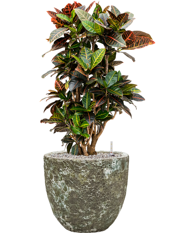 Croton (Codiaeum) variegatum 'Petra' en Baq Lava