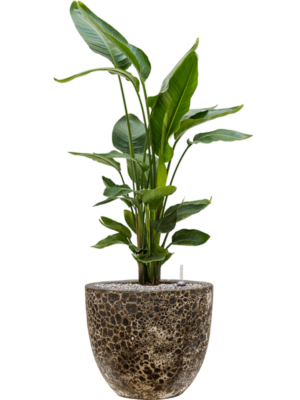 Strelitzia nicolai en Baq Lava
