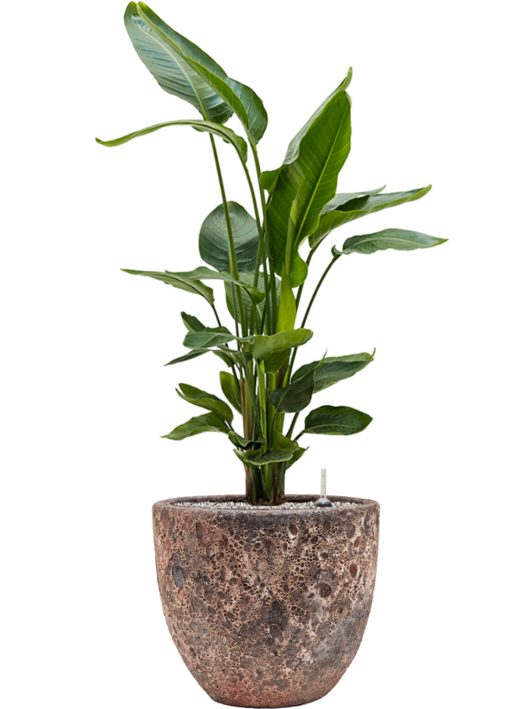 Strelitzia nicolai en Baq Lava