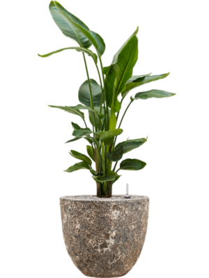 Strelitzia nicolai en Baq Lava