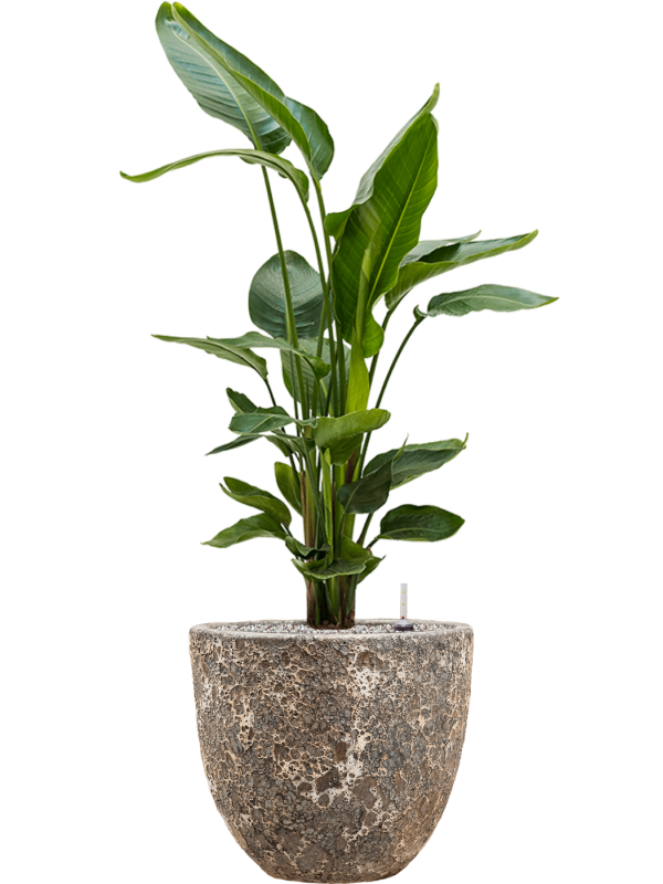 Strelitzia nicolai en Baq Lava
