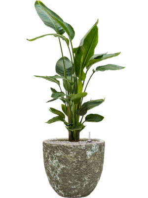 Strelitzia nicolai en Baq Lava